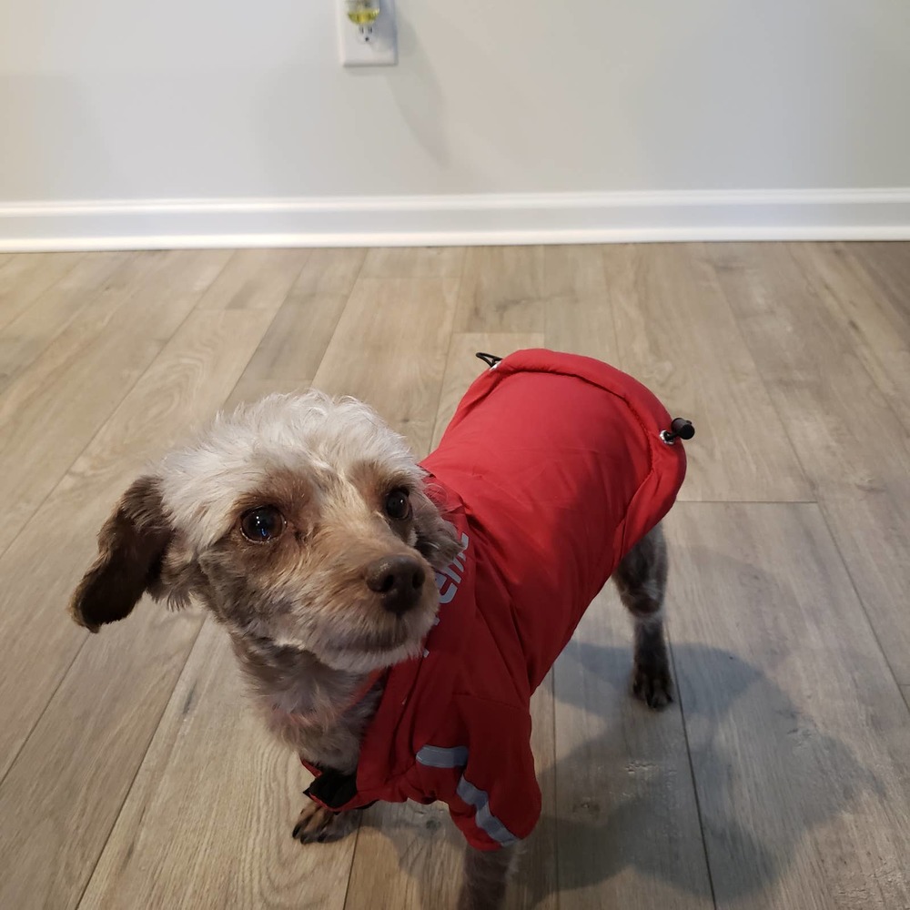 The Dog Face Pupreme Hooded Jacket Dog Size XS Insulated Black